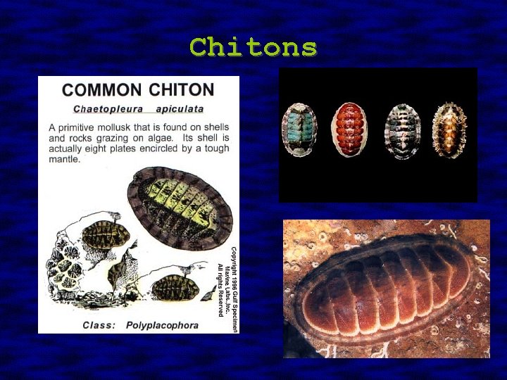 Chitons 