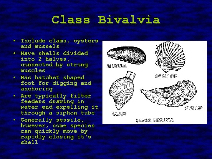 Class Bivalvia • Include clams, oysters and mussels • Have shells divided into 2