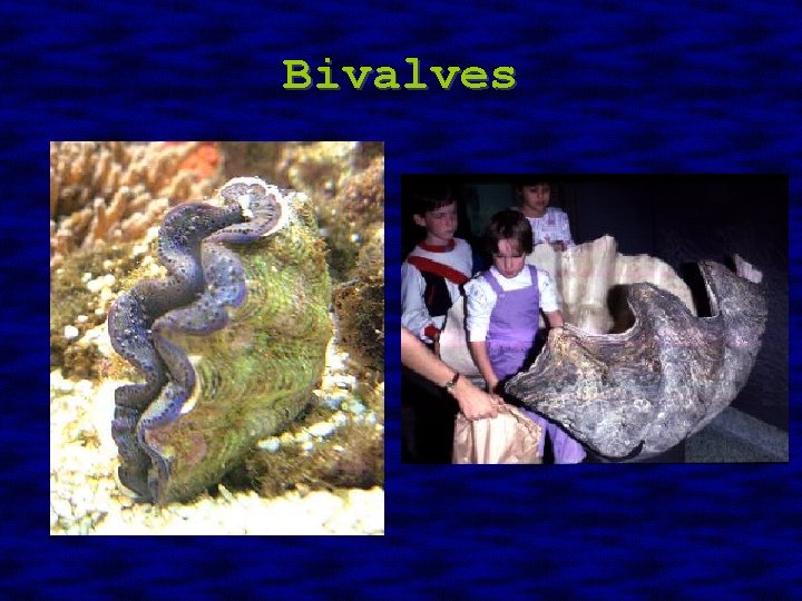 Bivalves 