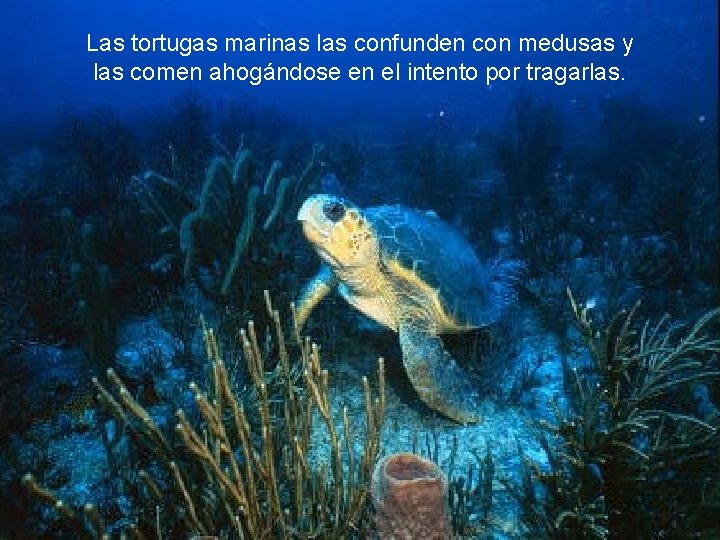 Las tortugas marinas las confunden con medusas y las comen ahogándose en el intento