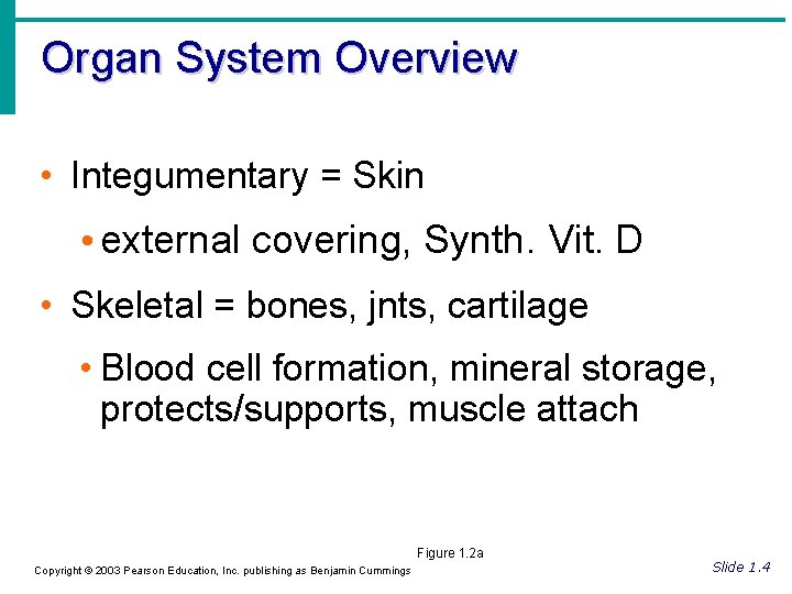 Organ System Overview • Integumentary = Skin • external covering, Synth. Vit. D •