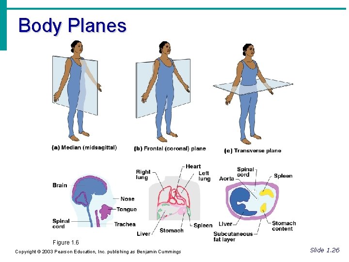 Body Planes Figure 1. 6 Copyright © 2003 Pearson Education, Inc. publishing as Benjamin