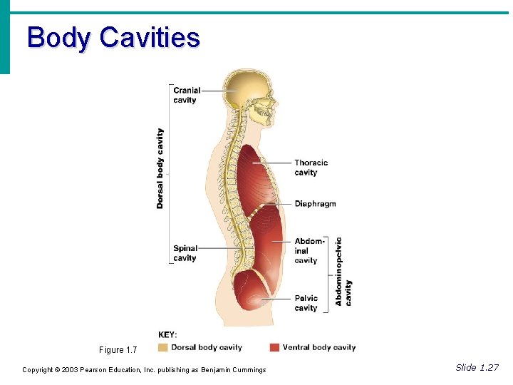 Body Cavities Figure 1. 7 Copyright © 2003 Pearson Education, Inc. publishing as Benjamin