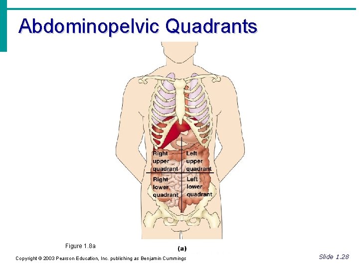 Abdominopelvic Quadrants Figure 1. 8 a Copyright © 2003 Pearson Education, Inc. publishing as