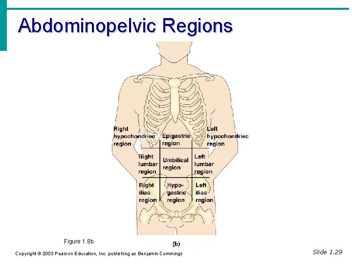 Abdominopelvic Regions Figure 1. 8 b Copyright © 2003 Pearson Education, Inc. publishing as