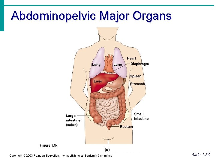 Abdominopelvic Major Organs Figure 1. 8 c Copyright © 2003 Pearson Education, Inc. publishing