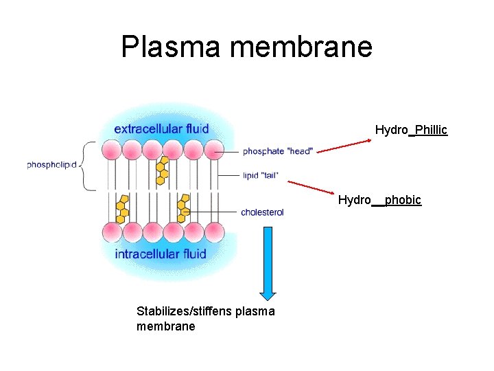 Plasma membrane Hydro_Phillic Hydro__phobic Stabilizes/stiffens plasma membrane 