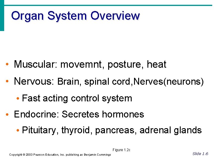 Organ System Overview • Muscular: movemnt, posture, heat • Nervous: Brain, spinal cord, Nerves(neurons)