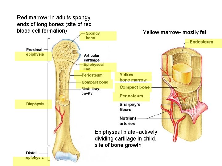 Red marrow: in adults spongy ends of long bones (site of red blood cell