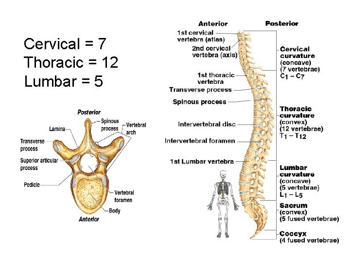 Cervical = 7 Thoracic = 12 Lumbar = 5 