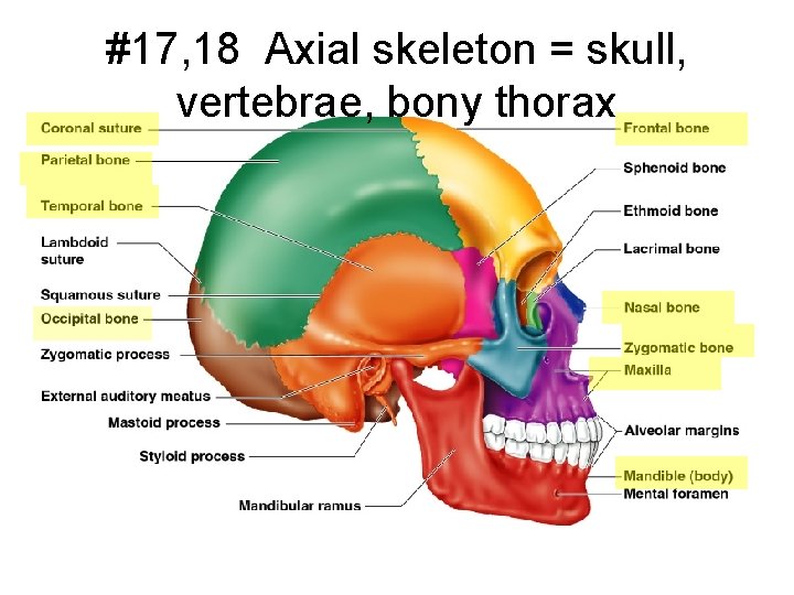 #17, 18 Axial skeleton = skull, vertebrae, bony thorax 