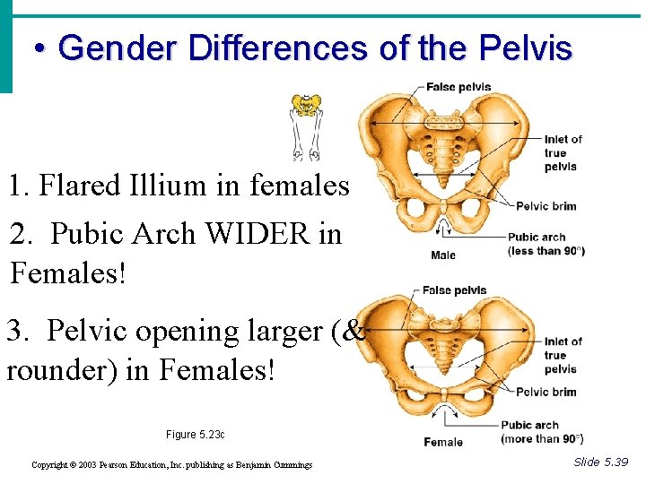  • Gender Differences of the Pelvis 1. Flared Illium in females 2. Pubic