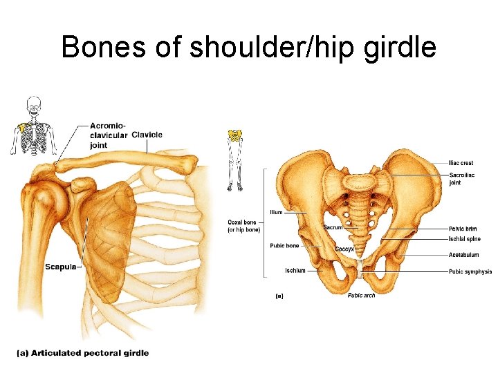 Bones of shoulder/hip girdle 