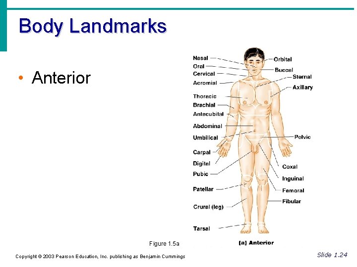 Body Landmarks • Anterior Figure 1. 5 a Copyright © 2003 Pearson Education, Inc.