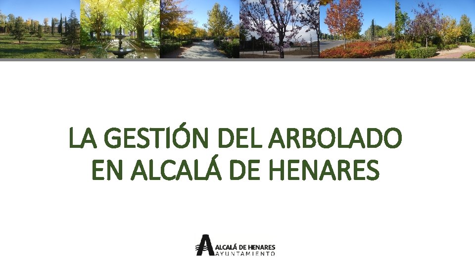 LA GESTIÓN DEL ARBOLADO EN ALCALÁ DE HENARES 
