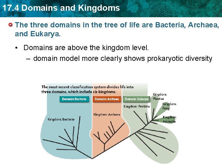 17. 4 Domains and Kingdoms The three domains in the tree of life are