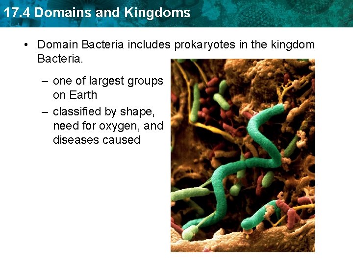 17. 4 Domains and Kingdoms • Domain Bacteria includes prokaryotes in the kingdom Bacteria.