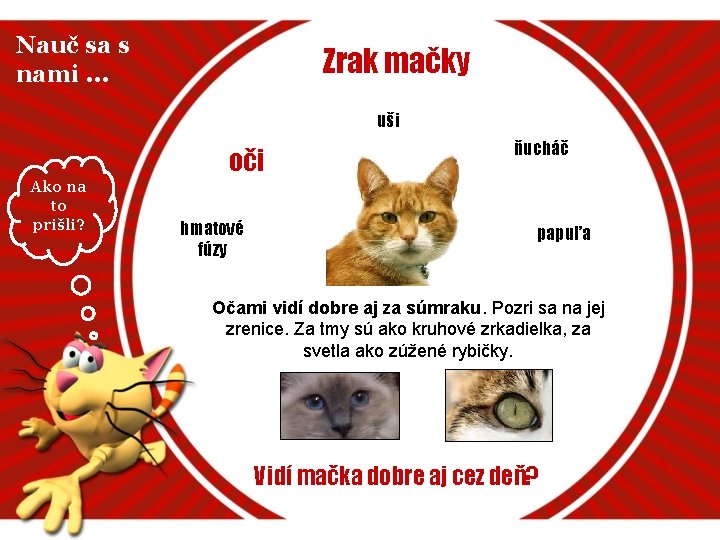 Nauč sa s nami. . . Zrak mačky uši oči Ako na to prišli?