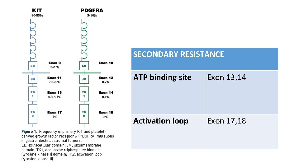 SECONDARY RESISTANCE ATP binding site Exon 13, 14 Activation loop Exon 17, 18 