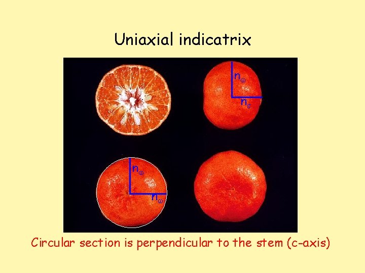 Uniaxial indicatrix nw ne nw nw Circular section is perpendicular to the stem (c-axis)