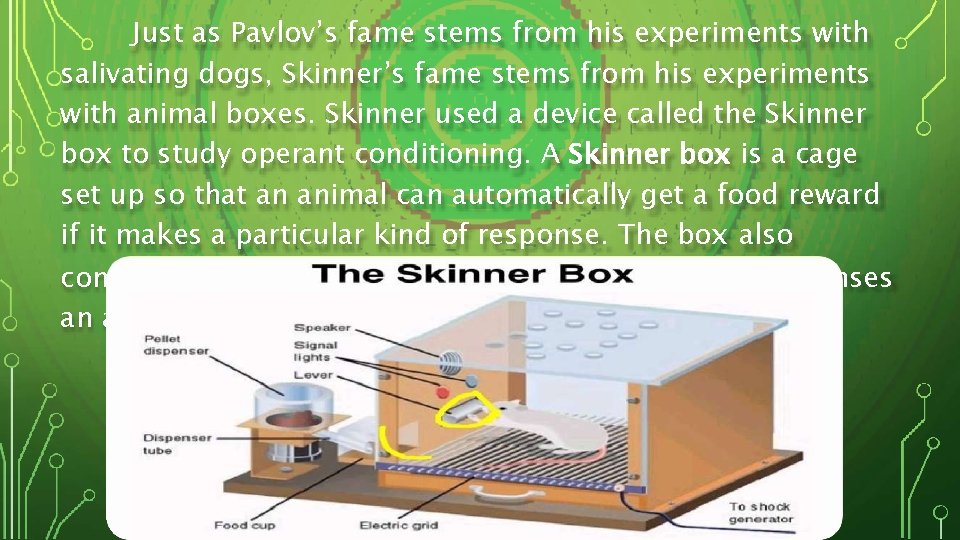 Just as Pavlov’s fame stems from his experiments with salivating dogs, Skinner’s fame stems