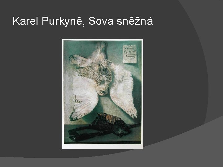 Karel Purkyně, Sova sněžná 