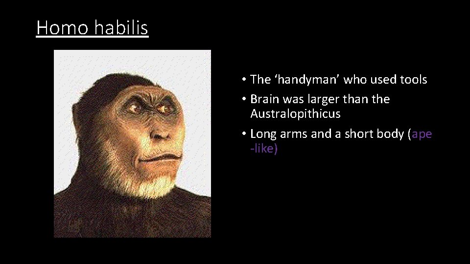 Homo habilis • The ‘handyman’ who used tools • Brain was larger than the