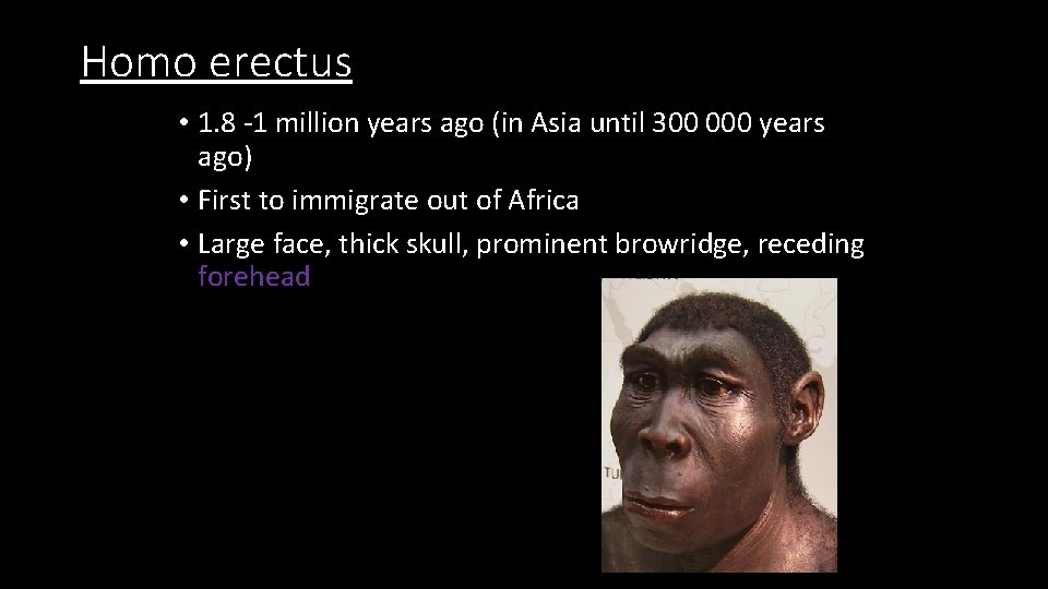 Homo erectus • 1. 8 -1 million years ago (in Asia until 300 000