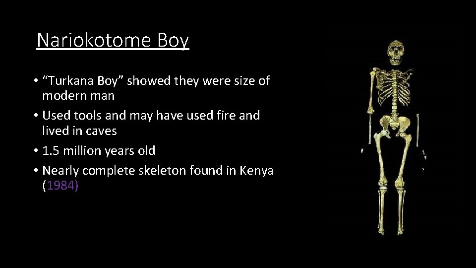 Nariokotome Boy • “Turkana Boy” showed they were size of modern man • Used