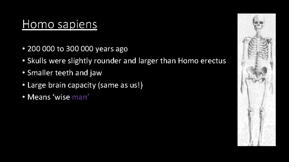 Homo sapiens • 200 000 to 300 000 years ago • Skulls were slightly