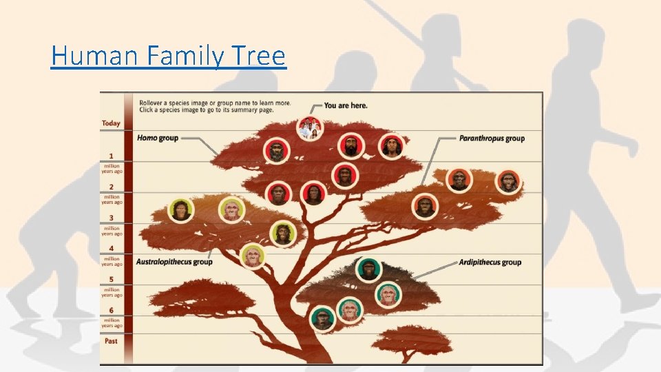 Human Family Tree 