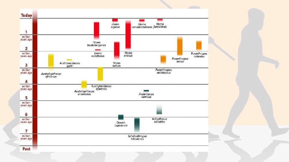  • http: //humanorigins. si. edu/evidence/hu man-fossils/species 