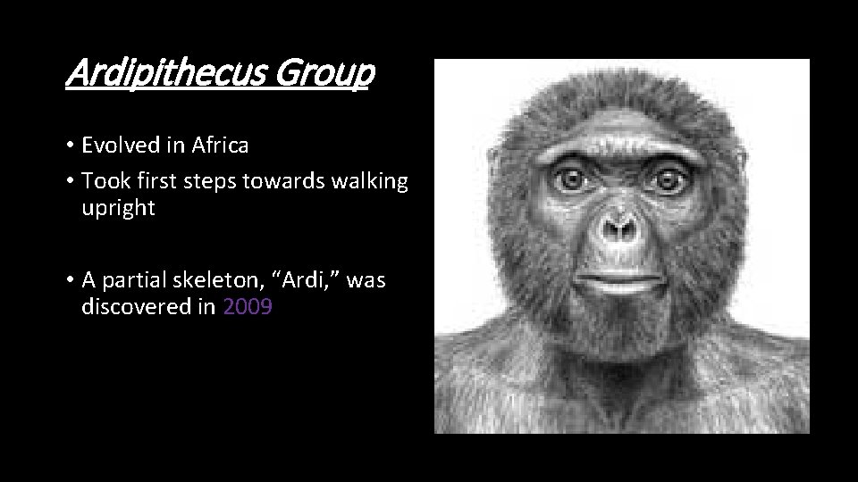 Ardipithecus Group • Evolved in Africa • Took first steps towards walking upright •