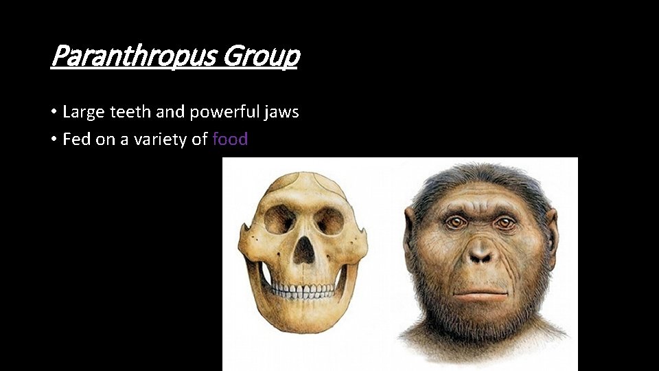 Paranthropus Group • Large teeth and powerful jaws • Fed on a variety of