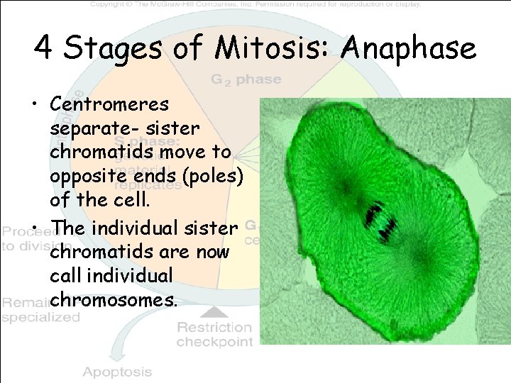4 Stages of Mitosis: Anaphase • Centromeres separate- sister chromatids move to opposite ends