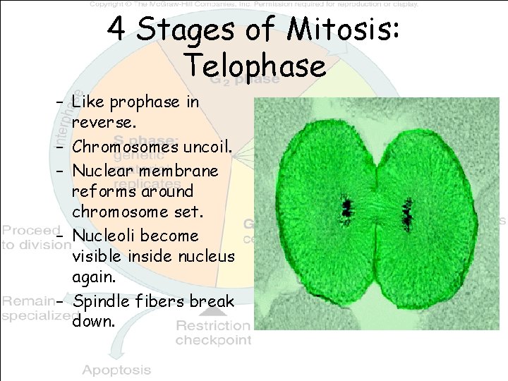 4 Stages of Mitosis: Telophase – Like prophase in reverse. – Chromosomes uncoil. –