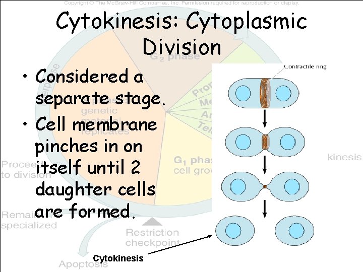 Cytokinesis: Cytoplasmic Division • Considered a separate stage. • Cell membrane pinches in on