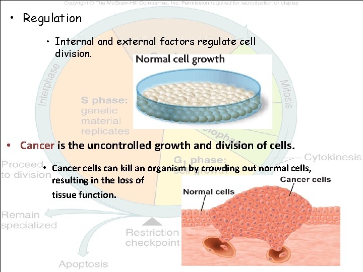  • Regulation • Internal and external factors regulate cell division. • Cancer is