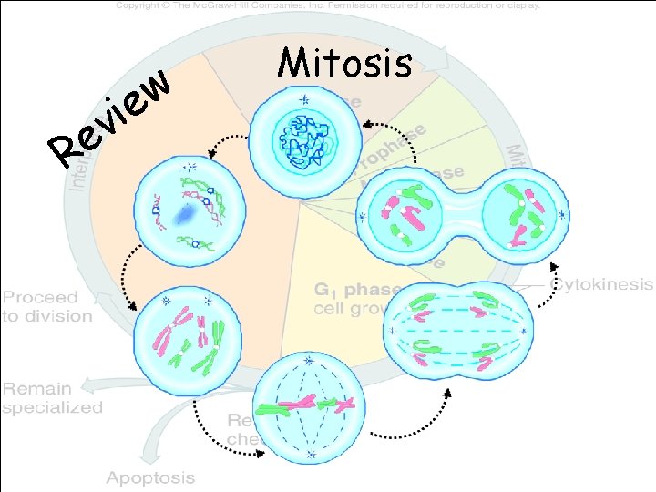 v e R w ie Mitosis 