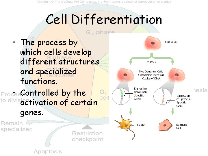 Cell Differentiation • The process by which cells develop different structures and specialized functions.