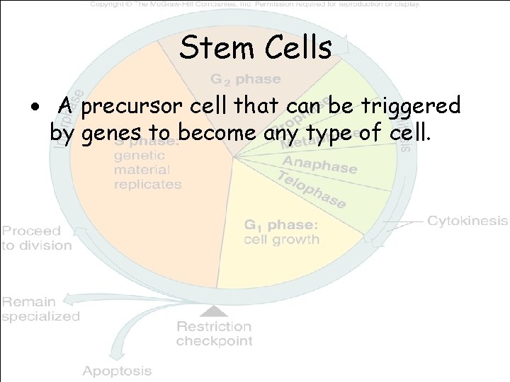 Stem Cells A precursor cell that can be triggered by genes to become any