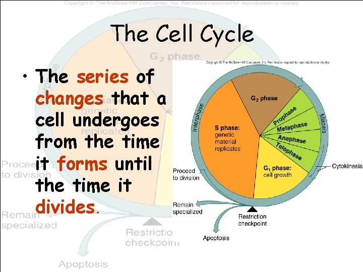 The Cell Cycle • The series of changes that a cell undergoes from the