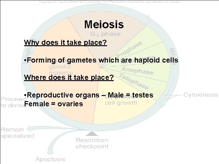 Meiosis Why does it take place? • Forming of gametes which are haploid cells