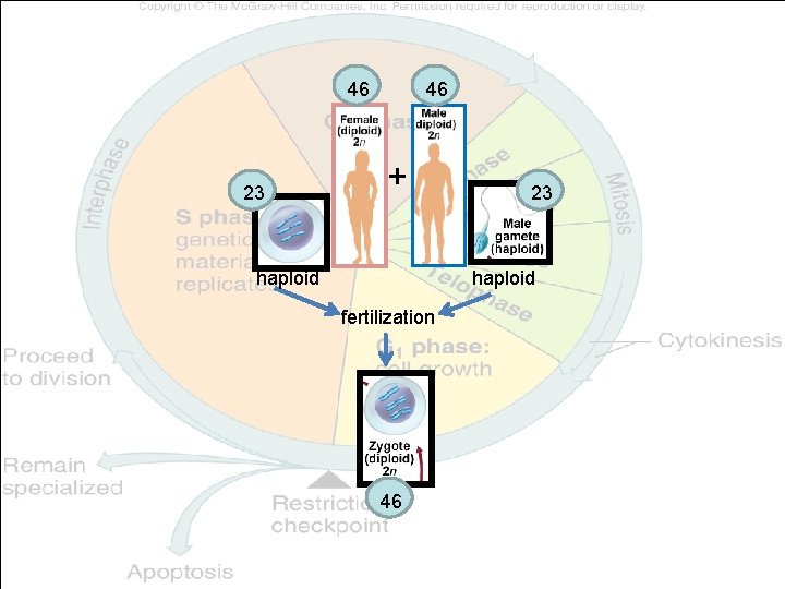 46 23 46 + haploid 23 haploid fertilization 46 