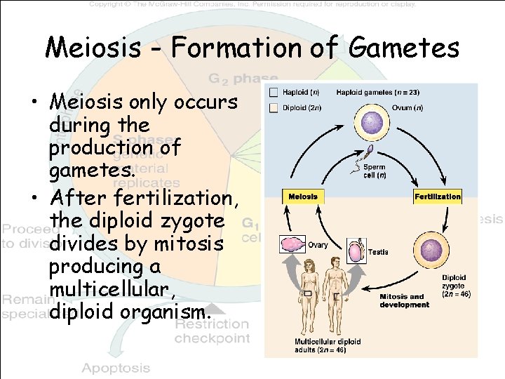 Meiosis - Formation of Gametes • Meiosis only occurs during the production of gametes.