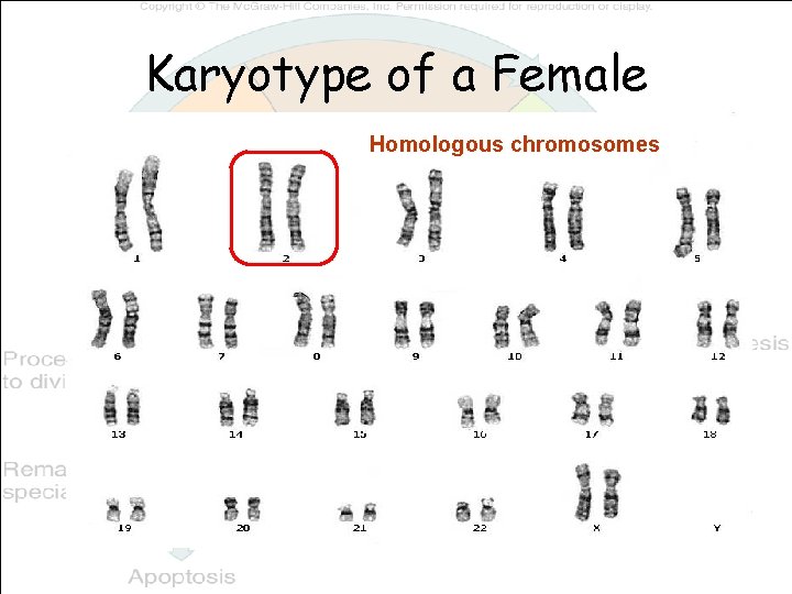 Karyotype of a Female Homologous chromosomes 