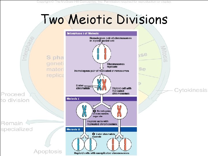 Two Meiotic Divisions 