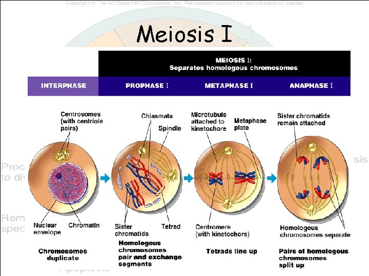 Meiosis I 