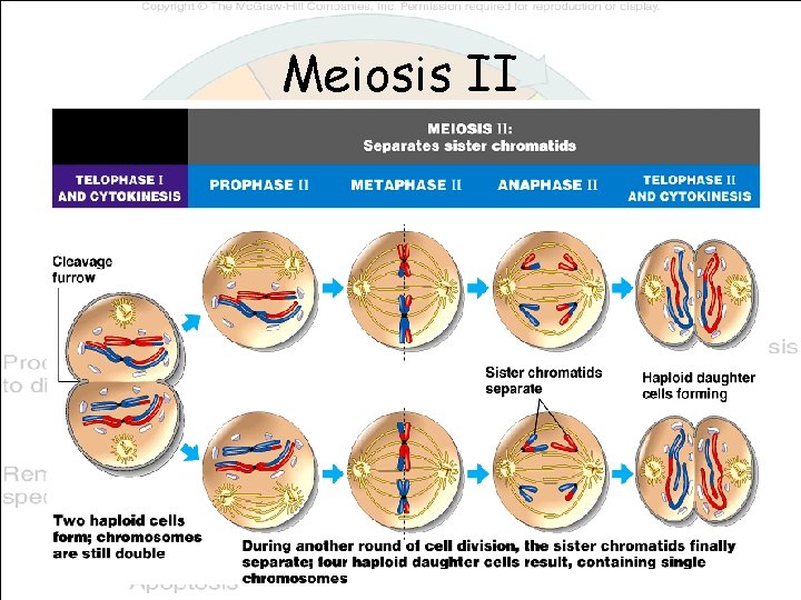 Meiosis II 