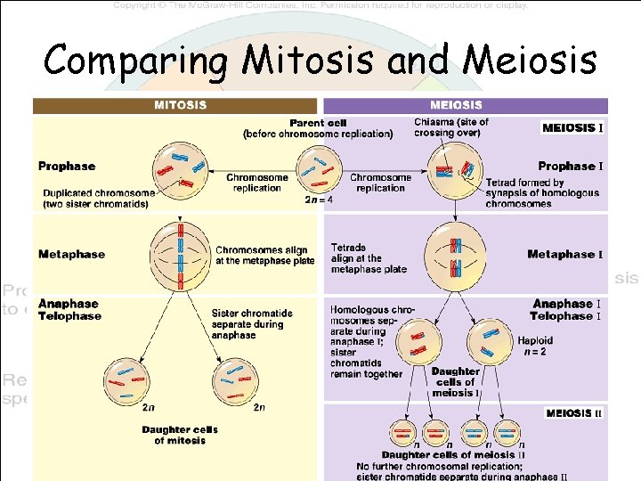 Comparing Mitosis and Meiosis 